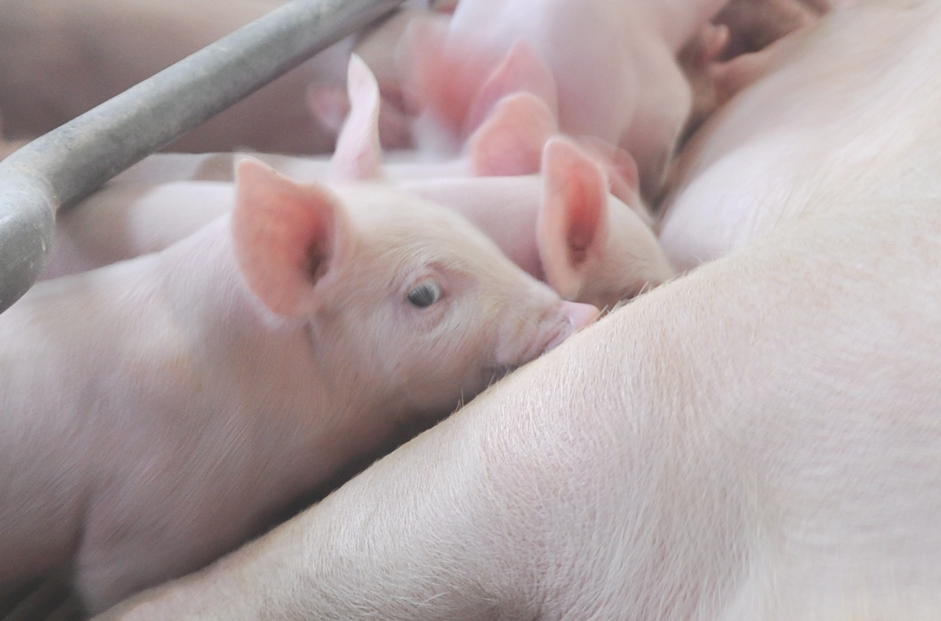 ��������|��ҳ