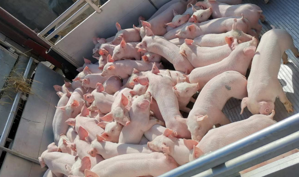 ��������|��ҳ